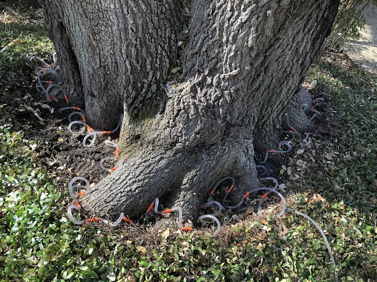 Detailed Tree Cabling and Bracing job site in Sophia