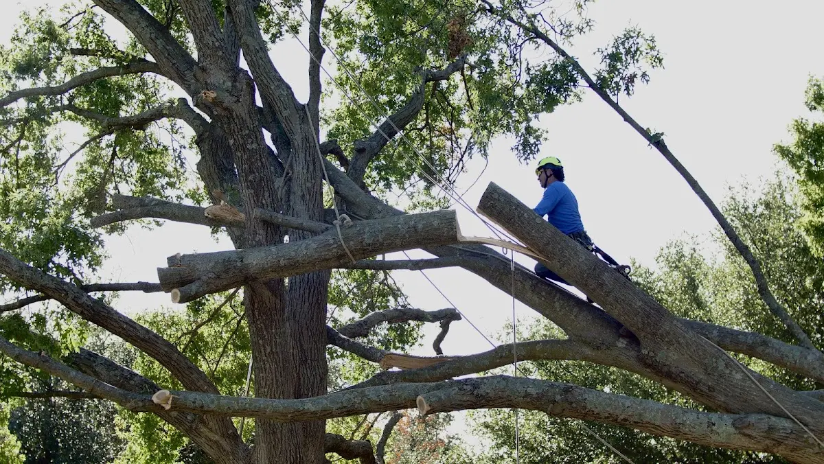 Professional Crown Thinning performed by certified arborists in Sophia