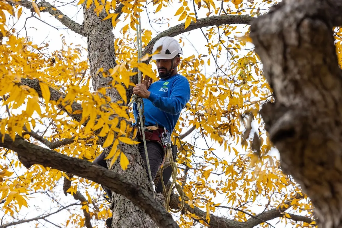 Skilled Tree Transplanting crew working in Sophia